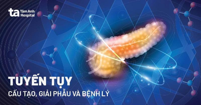 Vị trí tuyến tụy và lá lách trong ổ bụng con người